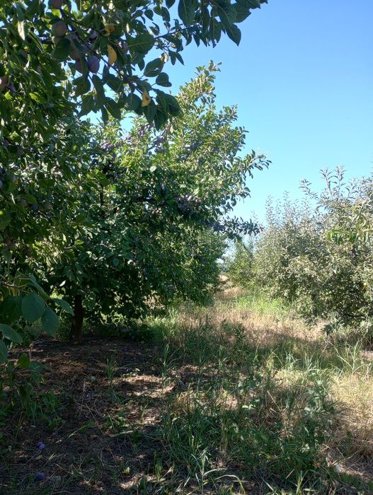 Prune de vară din livada proprie