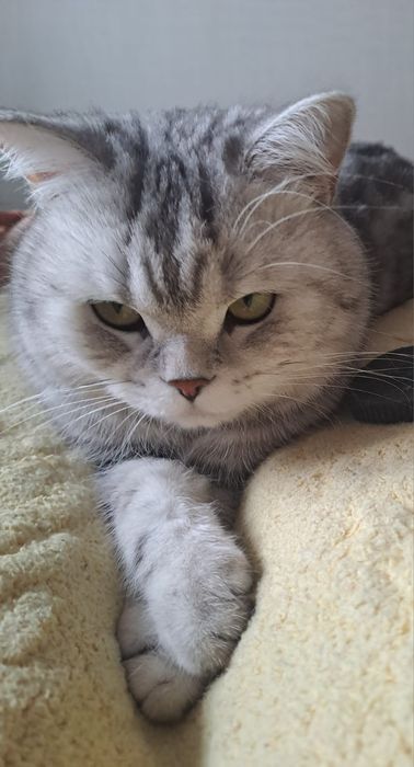 Вязка с котом 5000