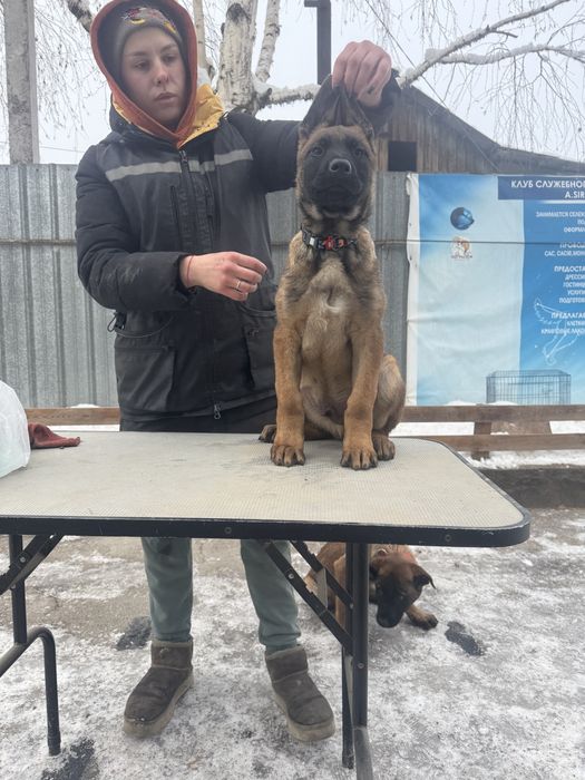 Малинуа , бельгийская овчарка