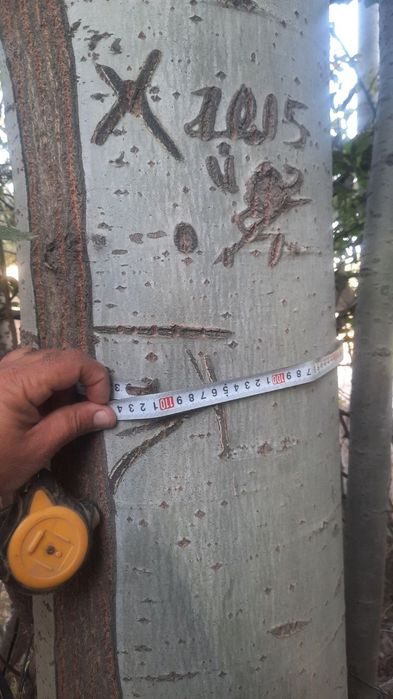 Тераклар бор сотлади