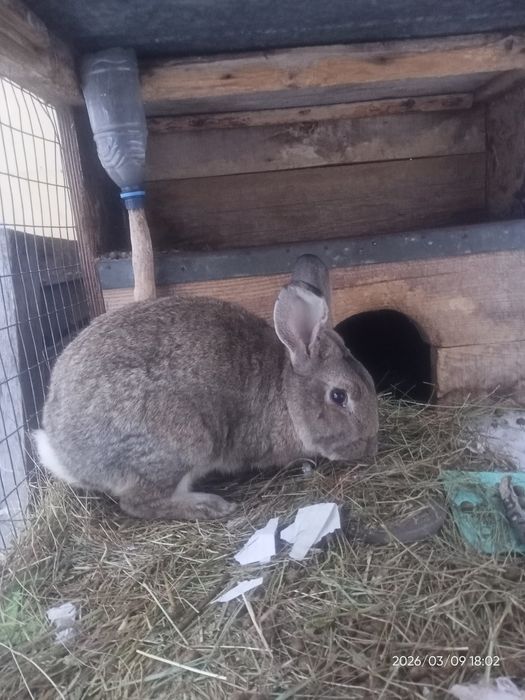 Қоян заяц кролик