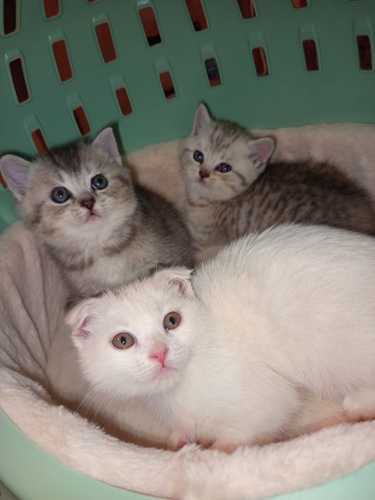 Продается Девочка фолд