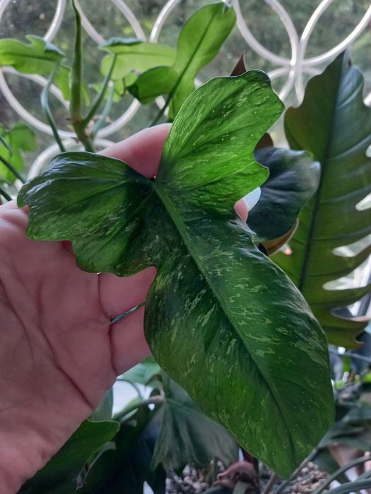 Сингониум Орм наг, растения, цветы, подарок