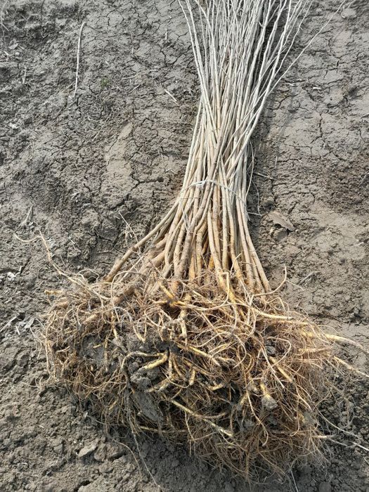 Tut ko'chatlari sotiladi