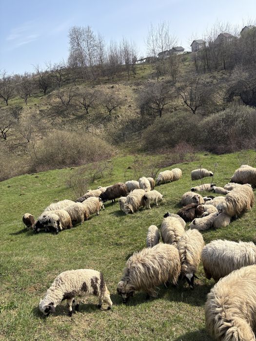 Vand berbecuti si mielute