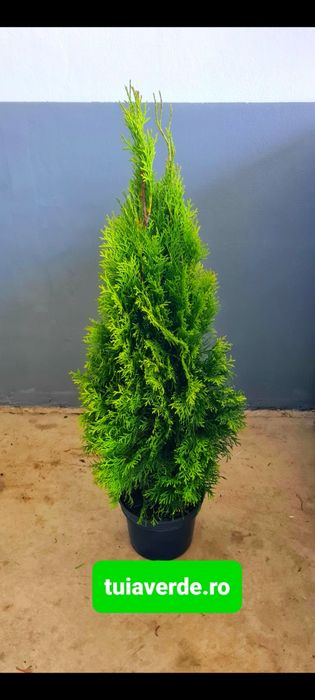 Tuia smaragd verde