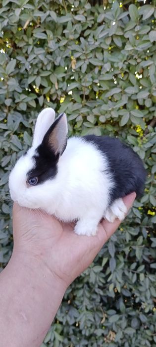 Дикаративный карликовый кролики