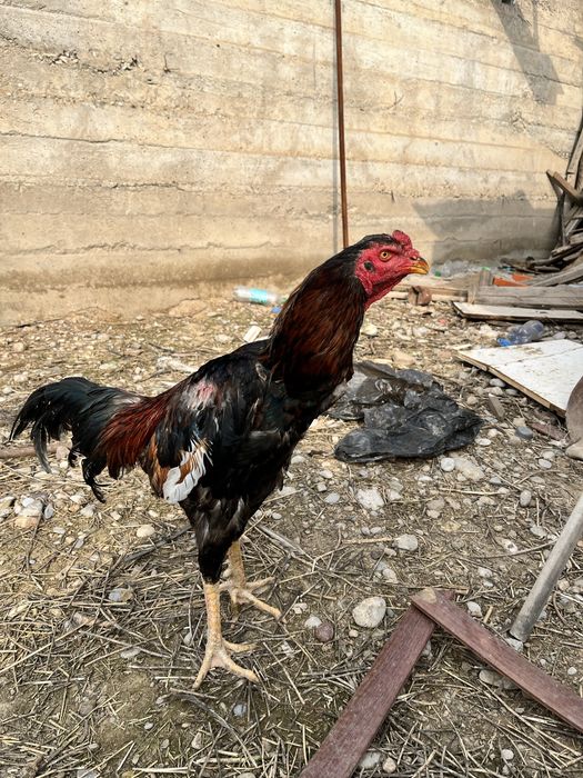 Дакан қораз дакан