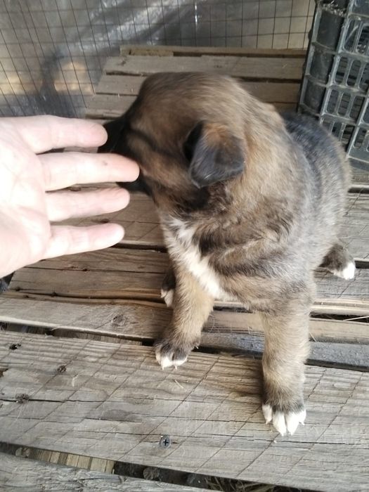 Щенки крупной породы