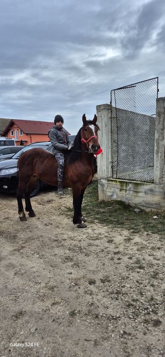 Vand armasar de 3 ani