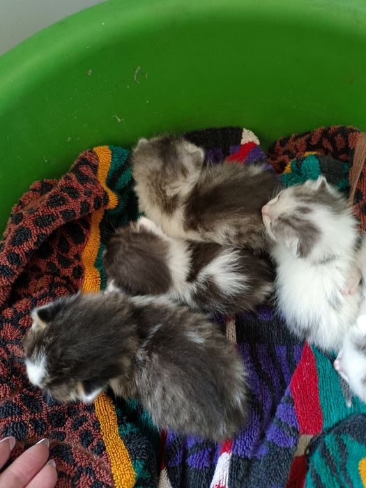 Отдам котят в добрые руки