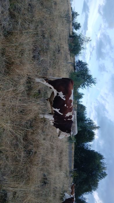 Taur de vânzare,detali la telefon