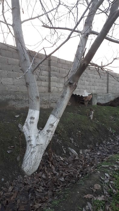 Ёнғоқ дарахти 1 жуфт сотилади