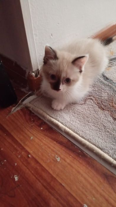 Отдам котят в добрые руки.