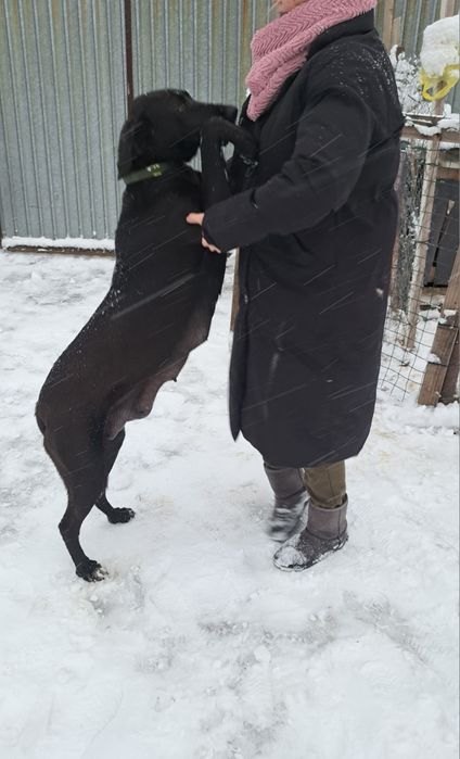 Майоркская овчарка