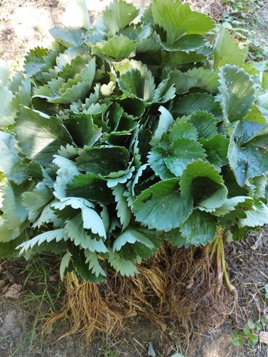 Разсад ягоди,перфектно качество