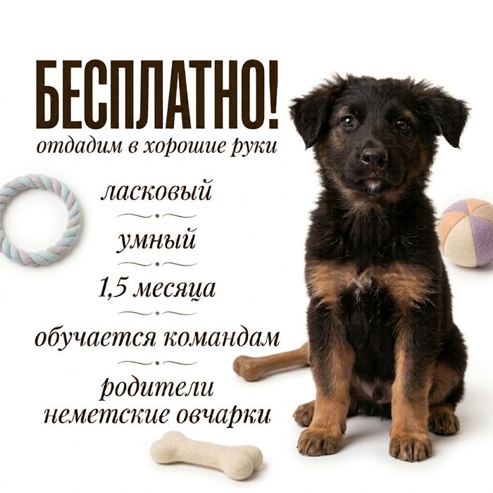 БЕСПЛАТНО! СОБАКА неметская овчарка