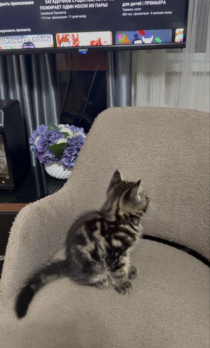 Котёнок Шотландский мраморный
