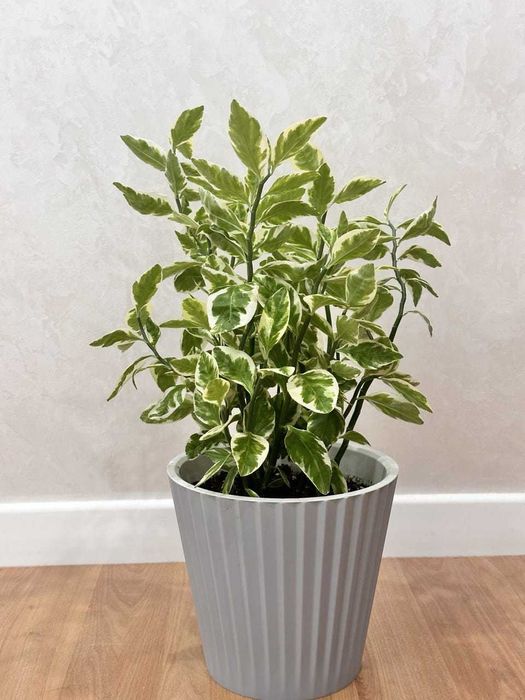 Комнатные цветы для дома и офиса