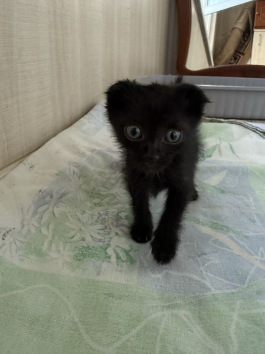 срочно! заберите котенка!