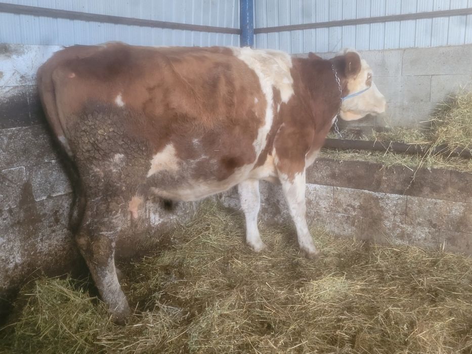 Vând vaca gestanta de 5 luni