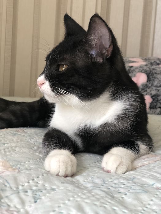 Котенок в хорошие руки