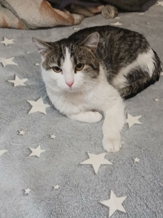 Прекрасный котик в хорошие руки