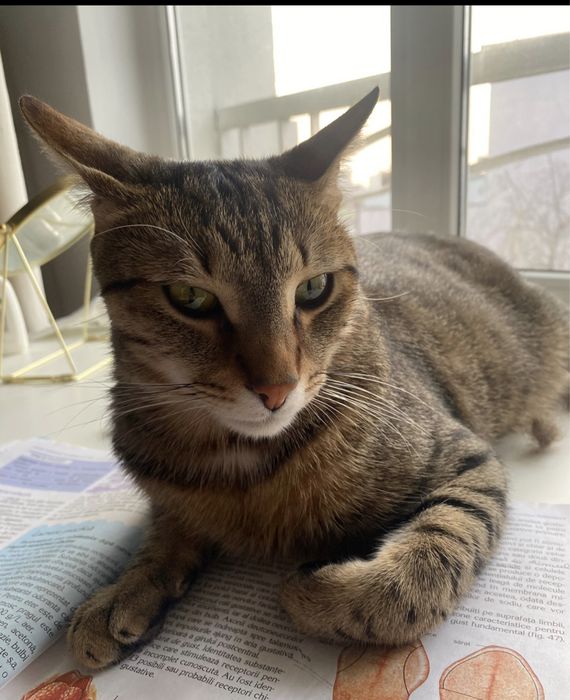 Motan pentru adoptie