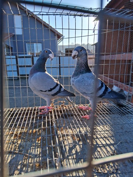 Porumbei voiajori germani