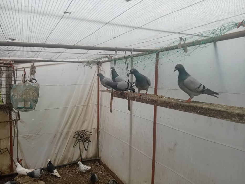 Пощенски гълъби на символични цени