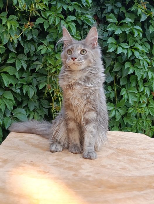 Котята породы Мейн-кун