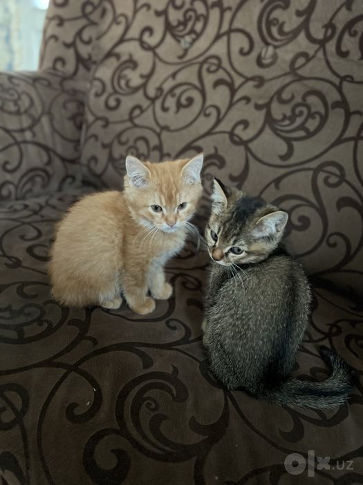 2 ta mushuk urg’ochi va erkak