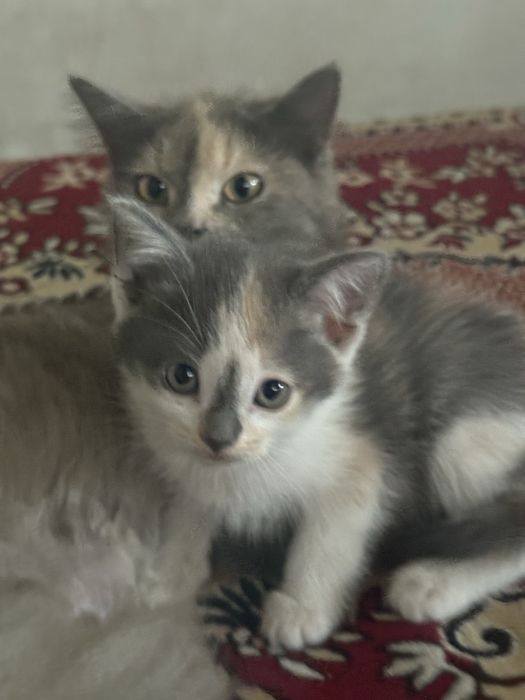 Трехцветный котенок