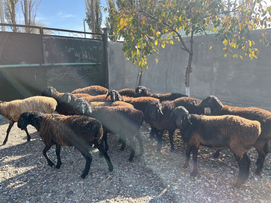 Қой, қошқар, сек сатылады