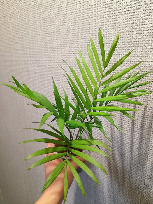 Продам Хомедорея