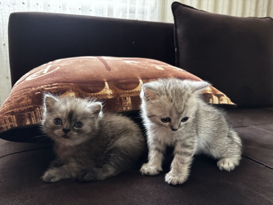 Продам котят, шотландцы