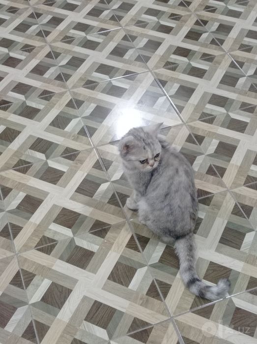 Silver chinchila soğlom 8 oyli