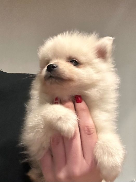 Померан, померани