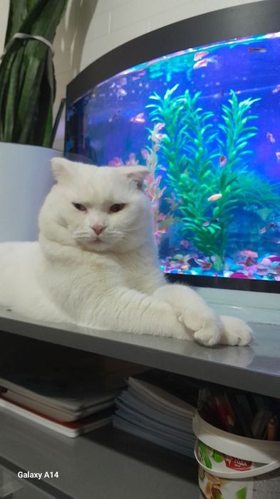 Кошка фолд очень умный