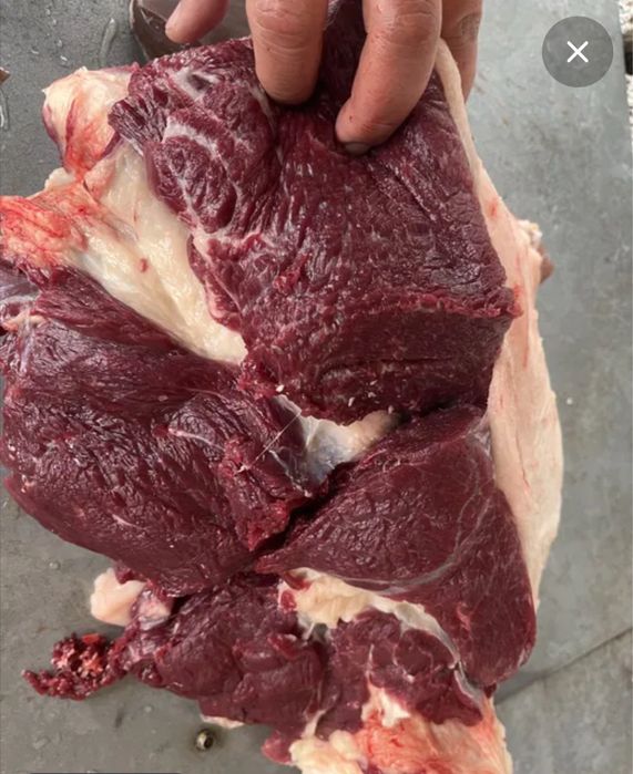 Жылқы еті Мясо конина Жілік