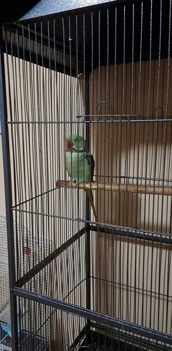 Papagal marele alexandru (accept și schimburi cu papagali blanzi!)