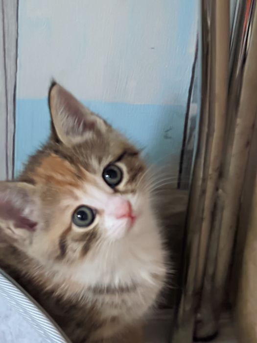 Ищут дом и ласковые ручки