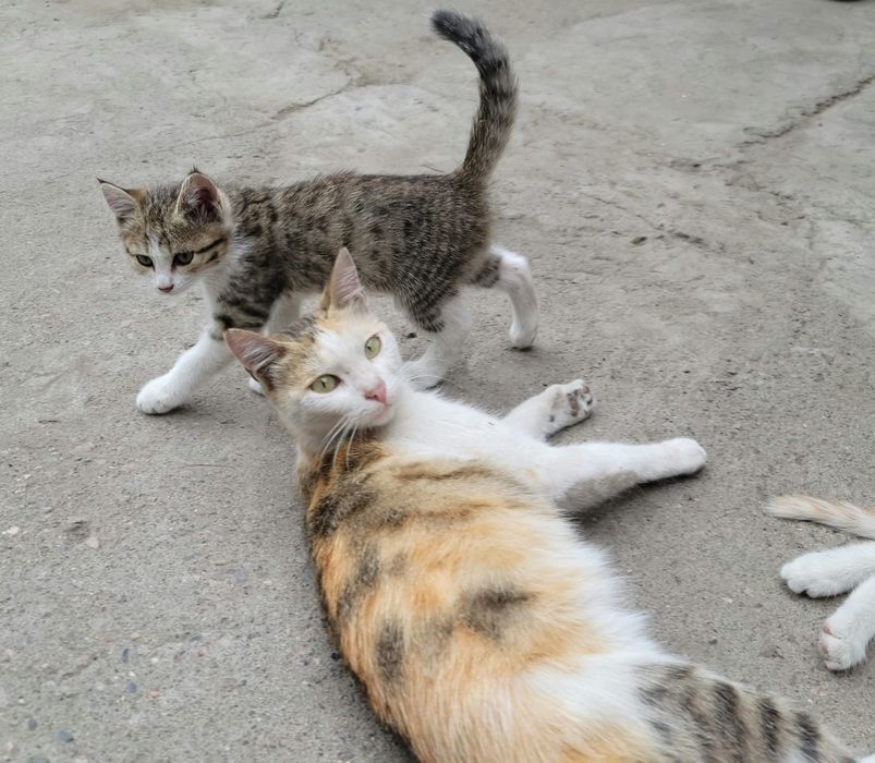 Отдадим котят в хорошие добрые руки