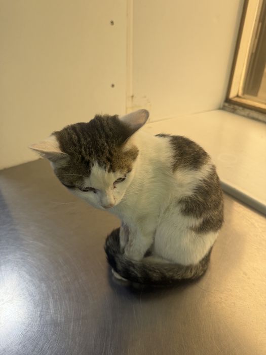 Отдам бесплатно котенка