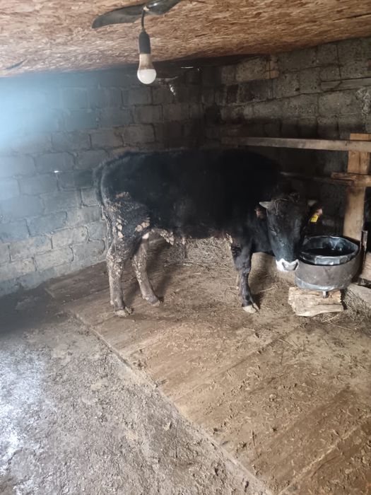 бука сатамын/продам быков