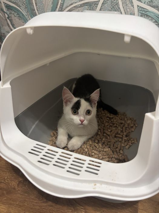 Котенок мальчик