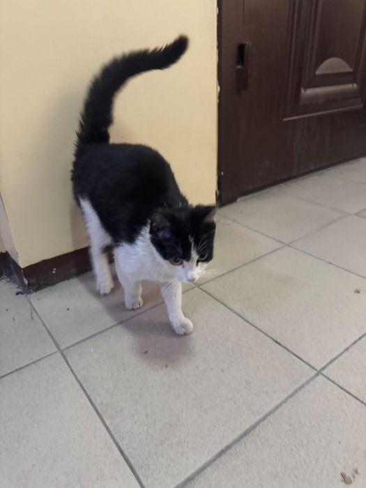 Мысықты асырап алатын адам болса