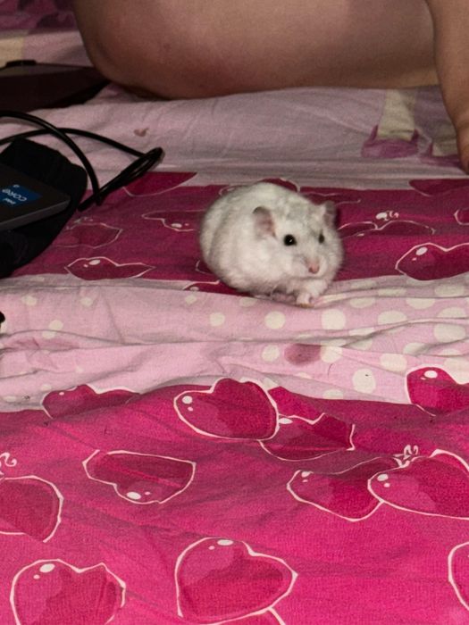 Vând hamster vine cu mâncare la pachet și maxim cutia