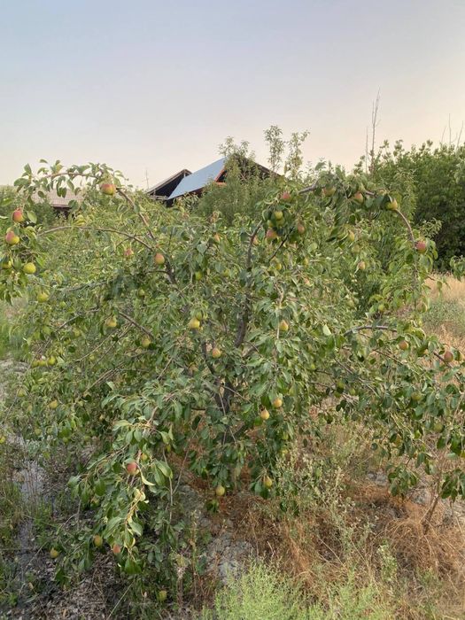 Участок на поселке Дахбед