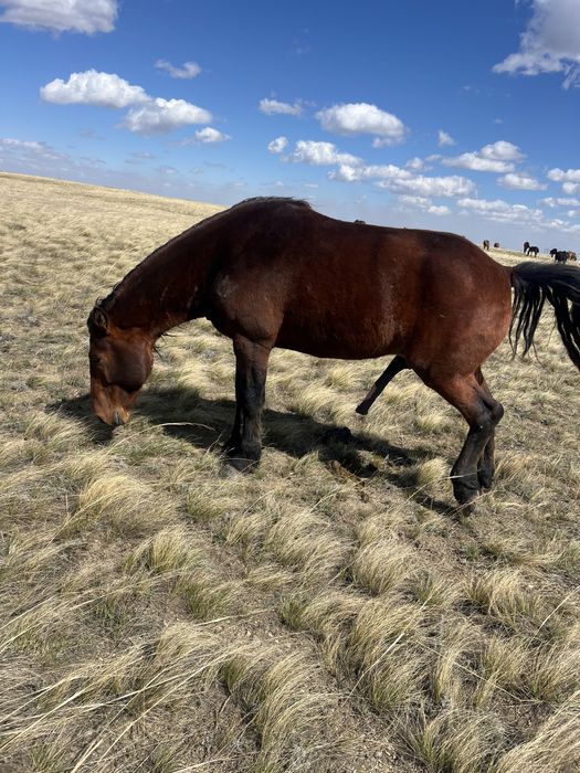 Продается жеребец